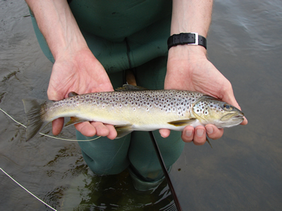 Brown trout to hand